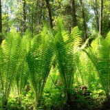 Nojeva paprat (nojevo pero): fotografija, opis