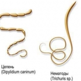 Paraziti kod kunića - simptomi i liječenje, kako liječiti gliste