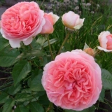 Park hibridna čajna ruža chippendale (chippendale): opis, fotografi...