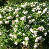 Park ruža louise bagnet: fotografija i opis, recenzije