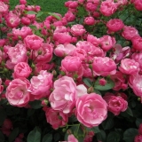 Parkske ruže: fotografije s imenima, sorte koje ne zahtijevaju sklonište za zimu