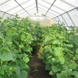 Staklenici i staklenici za krastavce - po čemu se razlikuju od drugih