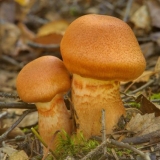 Narukvica od paučine (crvena paučina): fotografija i opis