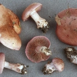 Hrastova paučina (promjena): fotografija i opis