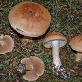 Paučina s plavim pojasom (plavo pojasom): fotografija i opis