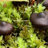 Jarko crvena paučina: fotografija i opis