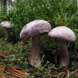 Kamfor od paučine: fotografija i opis