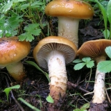 Obična paučina: fotografija i opis