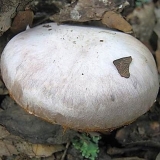 Srebrna paučina: fotografija i opis