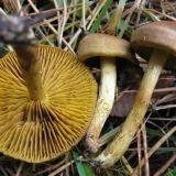 Šafran od paučine (kesten braon): fotografija i opis