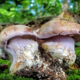 Cobweb sizonozhkovy: fotografija i opis