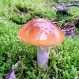 Paučina sluzi: fotografija i opis