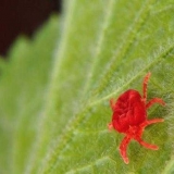 Paukova grinja na stablu jabuke