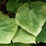 Paukova grinja na krastavcima