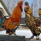 Pavlovska pasmina pilića