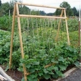 Sorte vanjskih krastavaca koje se oprašuju pčelama