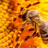 Karnik pčele: karakteristike + opis pasmine