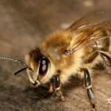 Karnika pčele - karakteristike