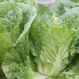 Kineski kupus bilko f1