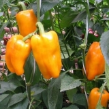 Omiljena paprika kajsija