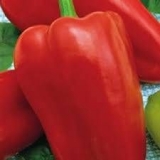Pepper admiral f1