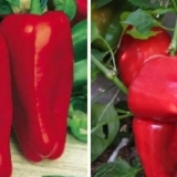 Atlantska paprika f1