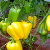 Gemini paprika f1: opis + fotografija