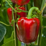 Pepper california čudo: recenzije, fotografije