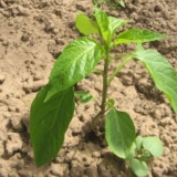 Paprika ljuta ovčetina: opis i karakteristike sorte, fotografije, recenzije, uzgoj