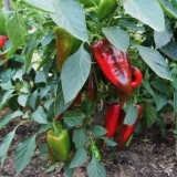 Biber je poklon iz moldavije: recenzije + fotografije