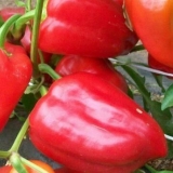 Egipatska snaga slatke paprike: karakteristike i opis sorte, fotogr...