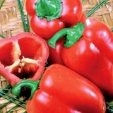 Winnie the pooh biber