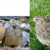 Faraon pasmine prepelica: držanje, uzgoj