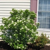 Presađivanje viburnuma na drugo mjesto