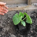 Presađivanje krastavaca u otvoreno tlo