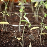 Presađivanje rasada paradajza u aprilu - povoljni dani