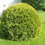 Presađivanje tuje ljeti na drugo mjesto