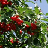 Presađivanje trešnje na novo mjesto u proljeće, ljeto: uslovi i pra...