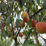 Omiljeni moretini breskve: opis