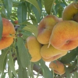 Smokva breskva: opis + fotografija