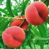 Breskva iz koštice: sadnja i njega