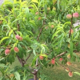 Drvo breskve: fotografija kako raste