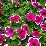 Petunija - šta je to, opis, kako cvjeta, godišnja ili višegodišnja