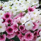 Petunija i surfinija: razlike, što je bolje, fotografija