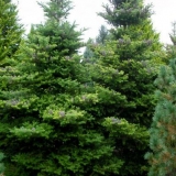 Korejska jela: fotografija i opis