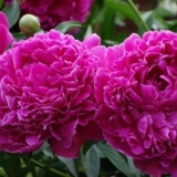 Božur alexander fleming: fotografija i opis, recenzije