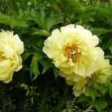 Peony bartzella: fotografija i opis, recenzije