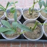 Izvedba komande božura (timski učinak): fotografija i opis, recenzije