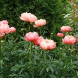 Peony coral supreme (coral supreme): fotografija i opis, recenzije
