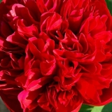 Parkovi božura diana: fotografija i opis, recenzije